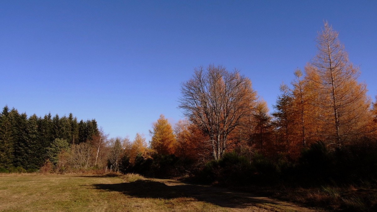 Automne dans les monts du Forez.