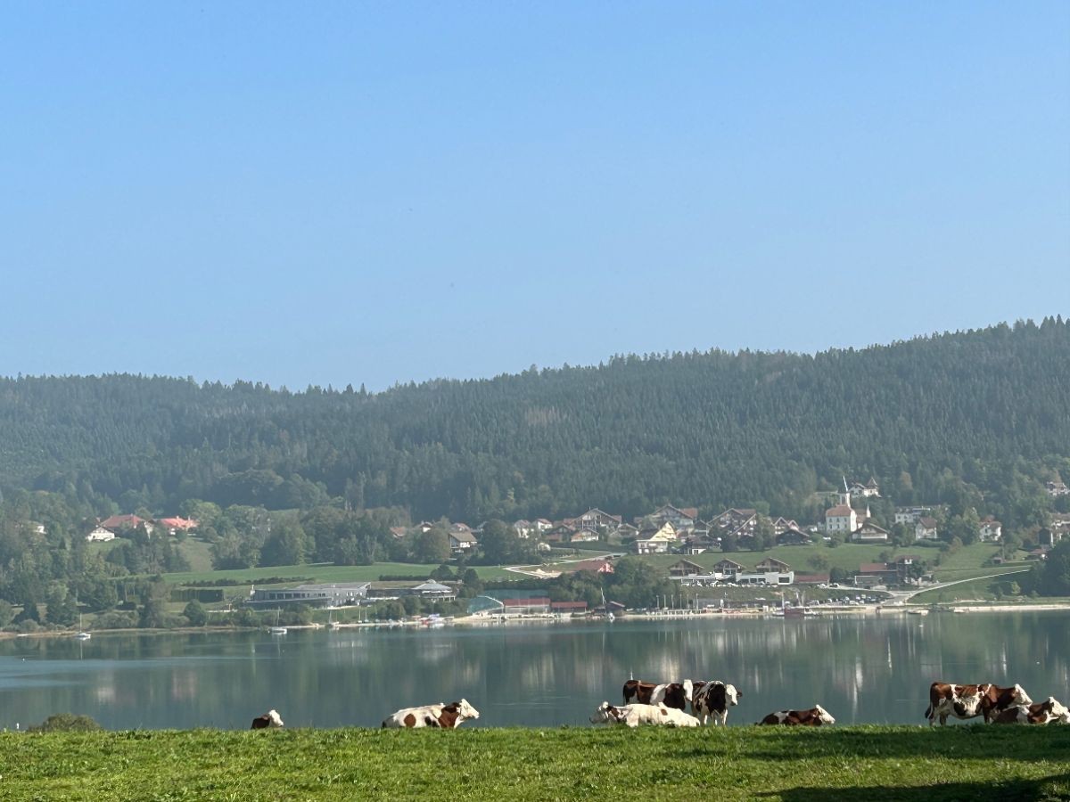 Le Haut-Doubs (presque) résumé en un cliché: le lac Saint-Point et des montbéliardes qui regardent passer les randonneurs...