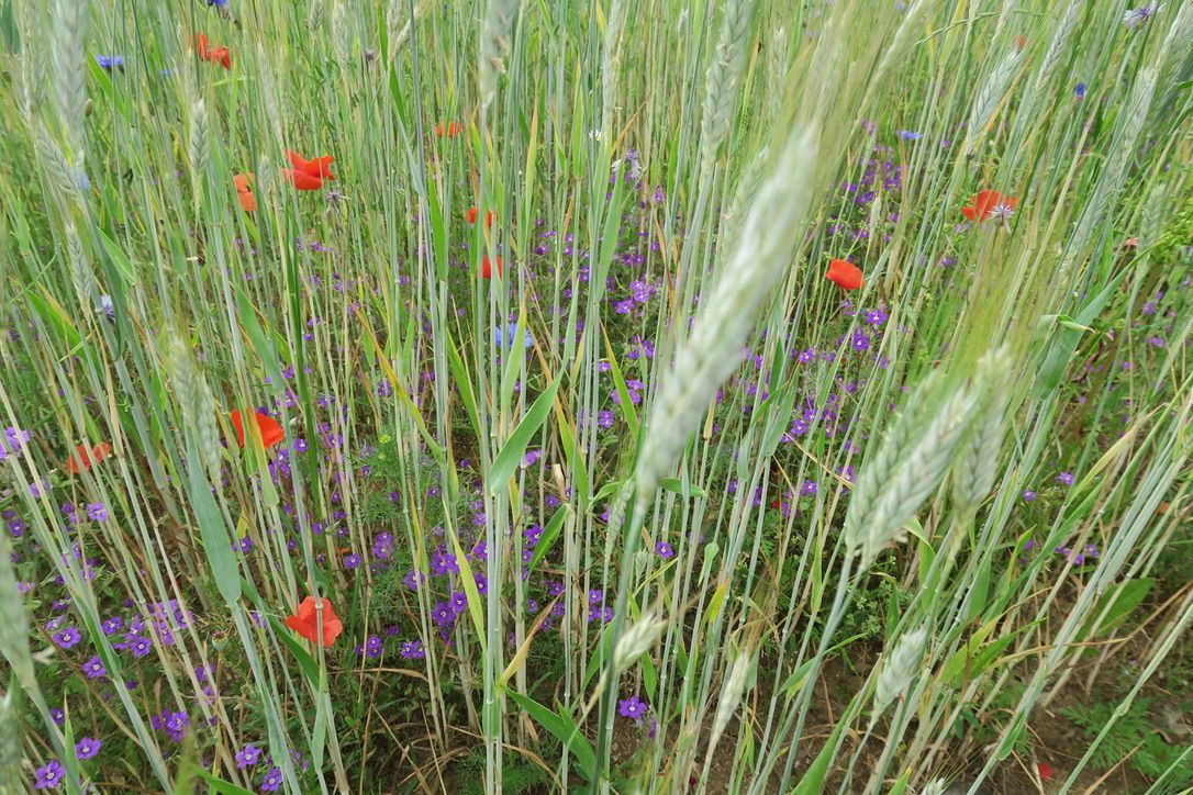 Composition florale campagnarde