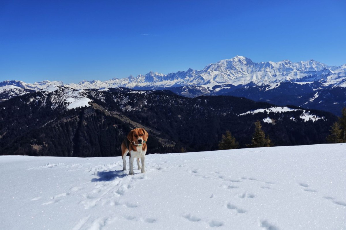 Olympe devant le Mont Blanc