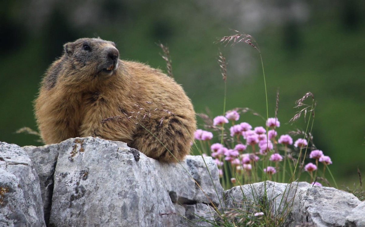 Marmotte dans la Plaine de Chamousset