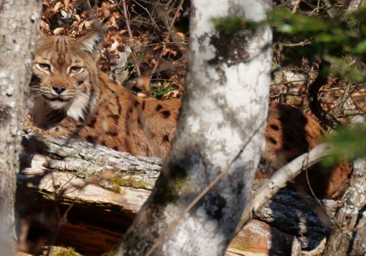 Yeux dans les yeux avec un lynx