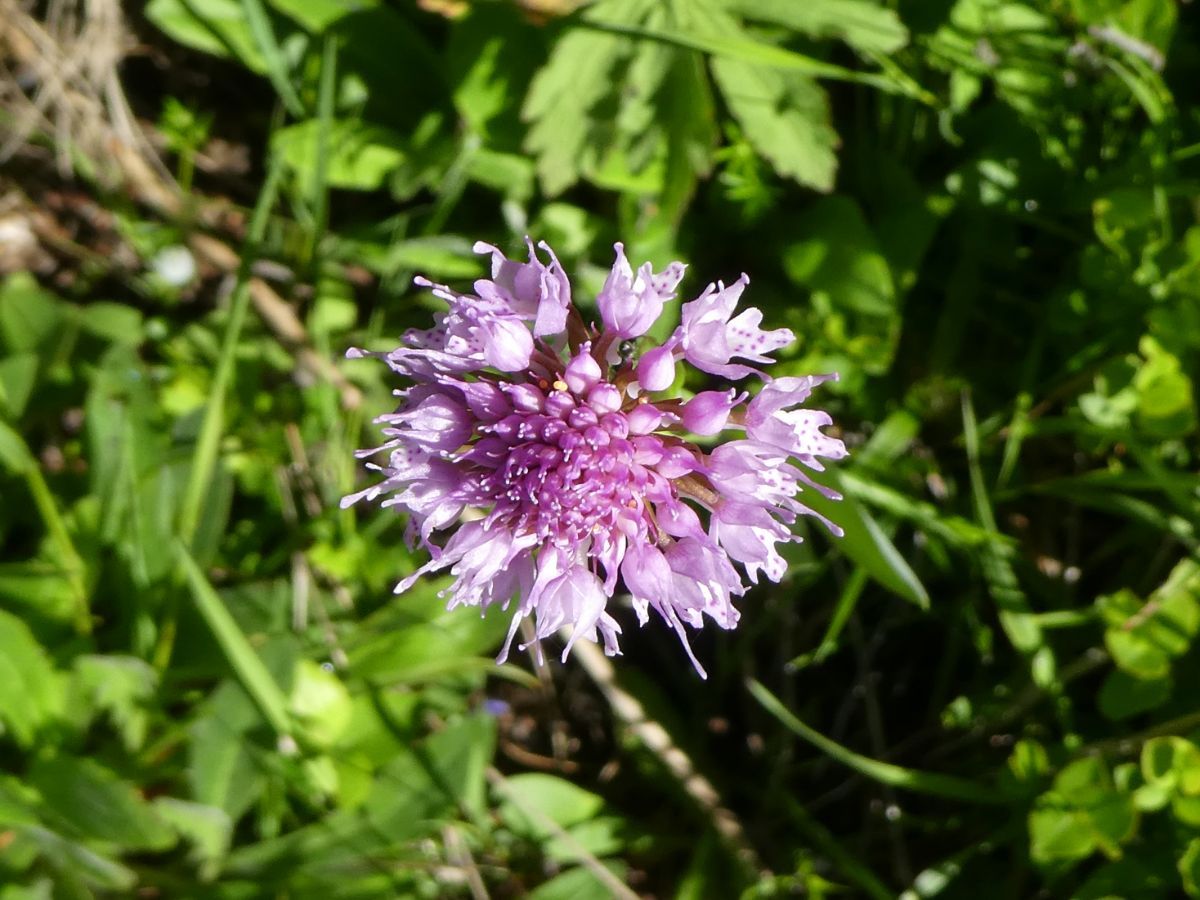 Orchis Pyramidal