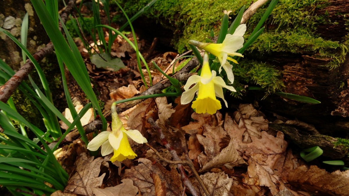 Narcissus pseudonarcissus dans les monts du Lyonnais.