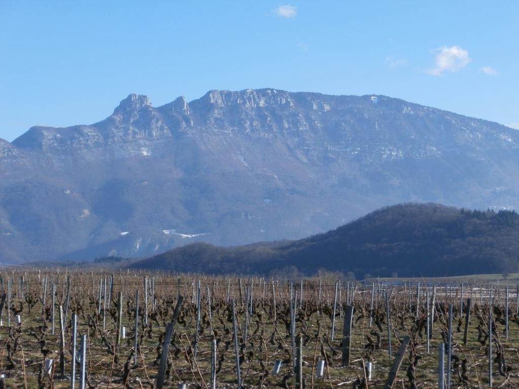 Les vignes de Jongieux et le mont du Chat