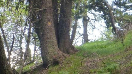 Là ! suivre la trace qui monte de façon rude dans des bois assez clairsemés