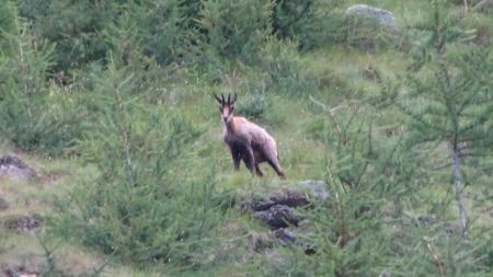 Chamois