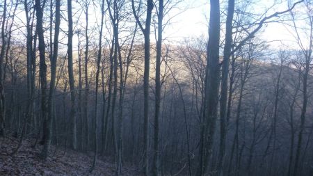 Montée dans les bois de la face nord de Lure, vers le pas de la Croix