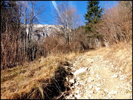 Dernier regard avant la forêt.