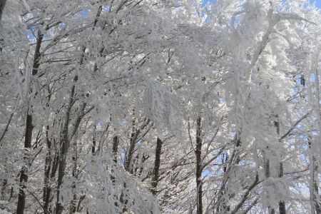 A quel poids de givre peuvent-ils résister ?