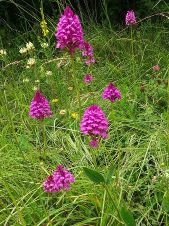 Orchis pyramidaux