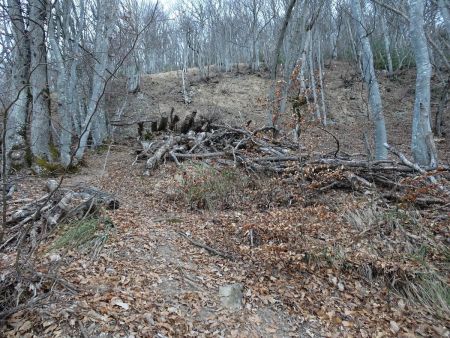 En forêt