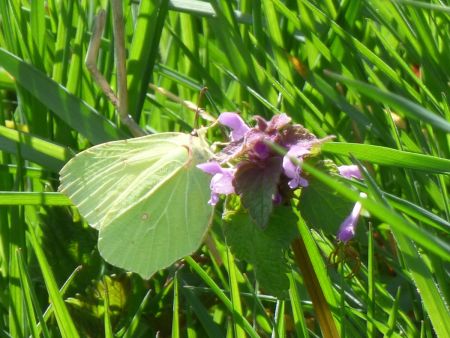 Papillon citron en train de butiner une fleur de lamier pourpre.