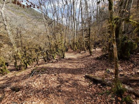 Une belle forêt de Fayard