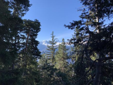 Apparition des Aiguilles d’Arves à travers les pins