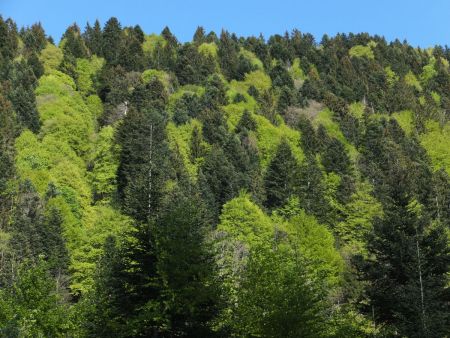 Forêt printanière.