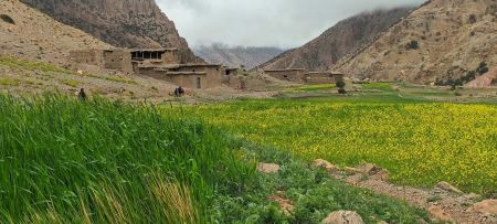 Cultures d’orge dans la vallée d’Ikkis vers Arrous