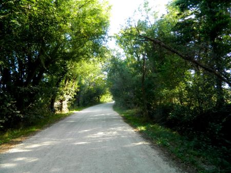 Quelques arbres en camargue !