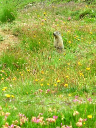 Les marmottes nous guettent 