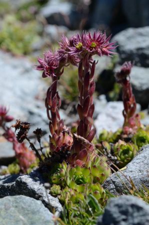 Joubarbe des montagnes (Sempervivum montanum)