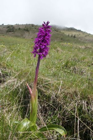 Orchis sureau