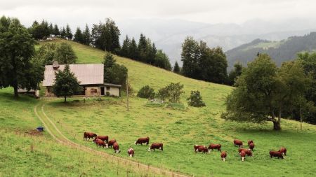 Chalet d’alpage aux Séitériés, sous le col de Plan Bois.