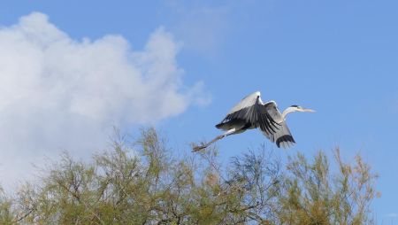 Photo non prise au cours de la balade ... souvenir de Camargue ! (Héron cendré)