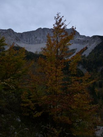 Manque un peu de soleil pour enflammer les belles couleurs automnales !