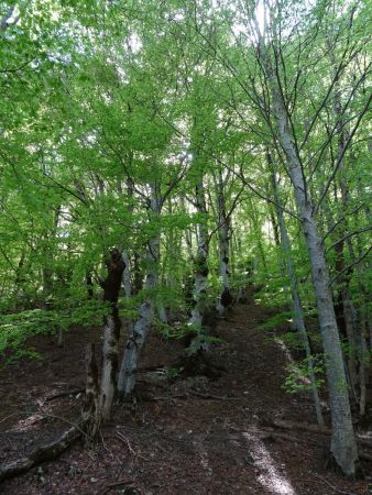 forêt de fayards