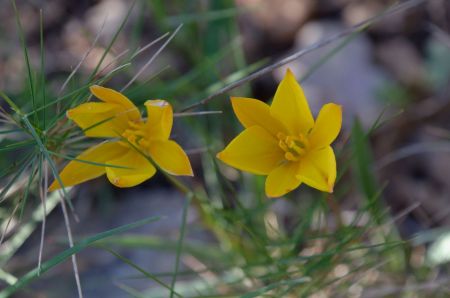 Les tulipes fermées le matin se sont ouvertes