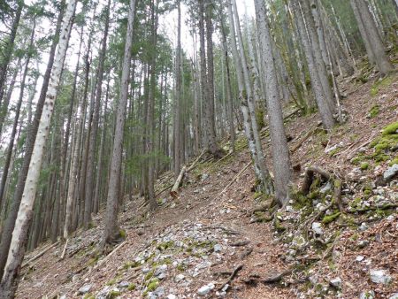 Sympathique montée en forêt