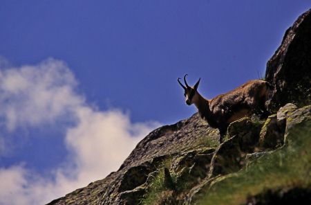 Chamois au col du Chardonnet.