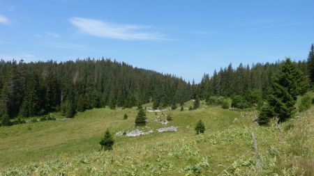 Le chemin va s’engager dans la forêt