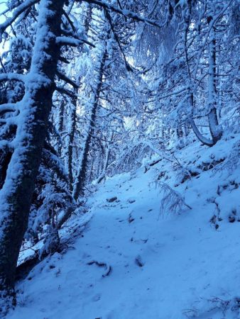 La neige fige les arbres