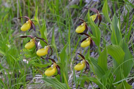 Cypripedium calceolus