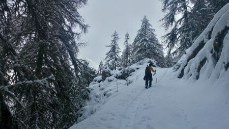 Montée dans la forêt