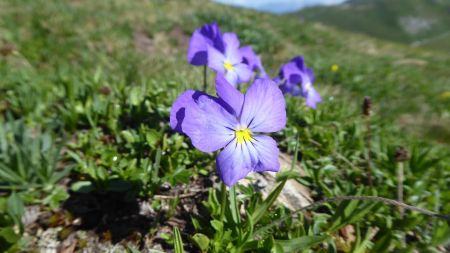 Pensée des alpes