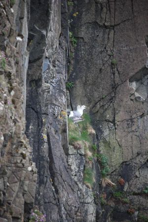 Goélands dans les falaises