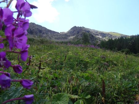 La combe Oursière