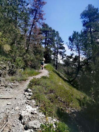 Paysage forestier dans la raide approche