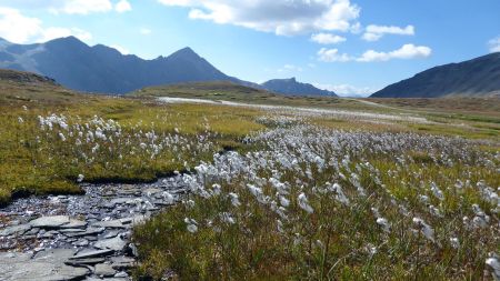 Retour vers le col Agnel, linaigrettes