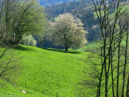 Un 3ème et dernier point de vue sur ce bel arbre, pris encore un peu plus loin.