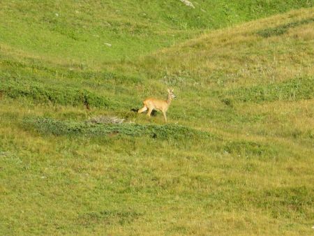 un chevreuil dans les alpages