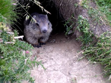 Petit marmotton en remontant vers la petite Cayolle