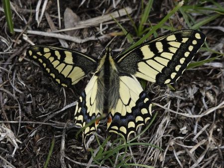 Machaon