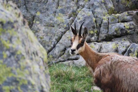 Chamois- Attention : chamois pris lors d’une autre randonnée