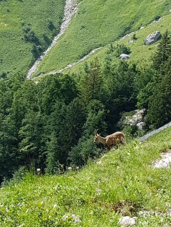 la Faune de la Tournette