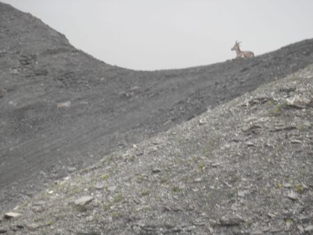 Bouquetin ou chamois un peu au dessus du col  , je me pose la question