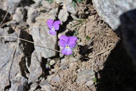 À quoi pense-t-elle, cette belle fleur ?