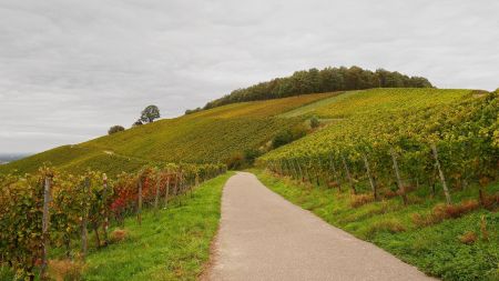 Vignoble du Rebland, entre Neuweier et Varnahlt.